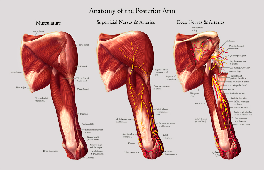 Anatomy of the posterior arm