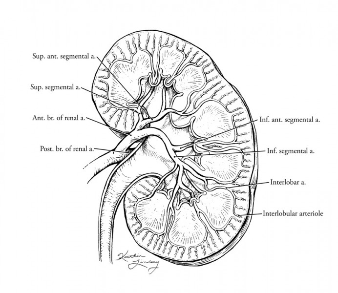 Renal vasculature