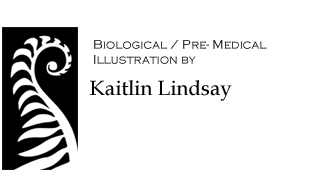 Biological / Pre- Medical Illustration by Kaitlin Lindsay