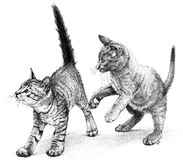 pen and ink kittens illustration