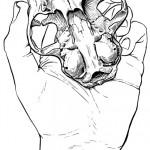 Cat skull and Hand
