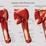 Anatomy of the posterior arm