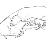 Lateral raccoon skull