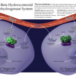 The 11-Beta Hydroxysteroid Dehydrogenase System