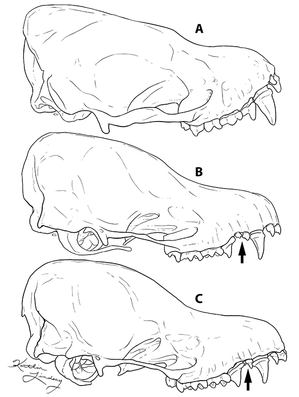 Lateral crania of Eptesicus furinalis, Myotis oxyotus, and Myotis riparius